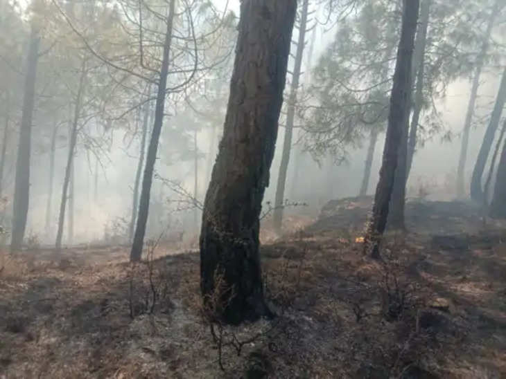 Mandi नाहन के जंगल में लगी भीषण आग : 20 बीघे में फैली; पशु, पक्षी, पेड़ और चारागाह जल कर राख हो गए