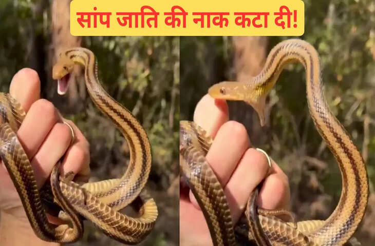 क्या सांप बनेगा रे तू, काटना भी नहीं आता, ये वायरल VIDEO देख पीट लेंगे माथा