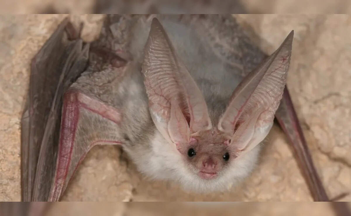 50 साल बाद सामने आई Turkestan Long-Eared Bat, वैज्ञानिकों के लिए बड़ा रहस्य और उत्साह