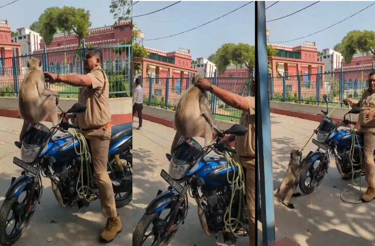 अलीगढ़ डीएस कॉलेज में &lsquo;गोलू द गार्ड&rsquo; लंगूर को मिली आज़ादी, दो साल बाद छोड़ा गया जंगल में