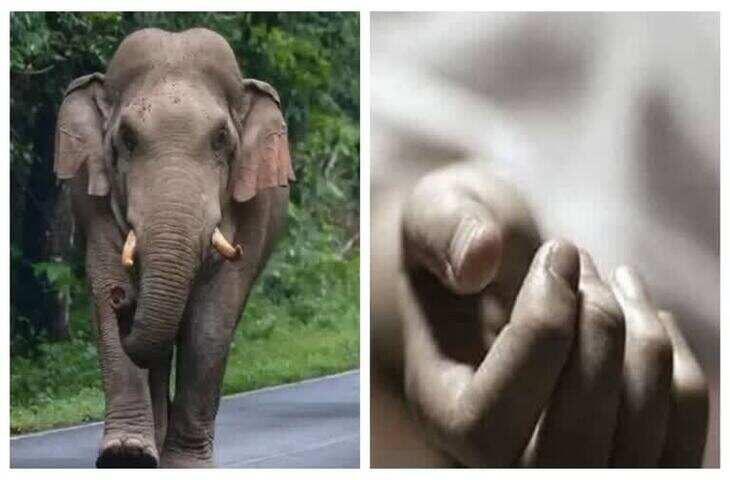 रामगढ़ में हाथी का तांडव: CCL कर्मचारी को कुचलकर उतारा मौत के घाट, वायरल वीडियो देख काँप जायेगी रूह&nbsp;