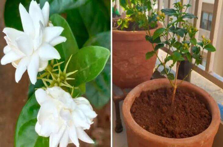 मोगरे के पौधे में नहीं आ रहे फूल? अपनाएं ये आसान गार्डनिंग टिप्स, खुशबू से महक उठेगा पूरा घर
