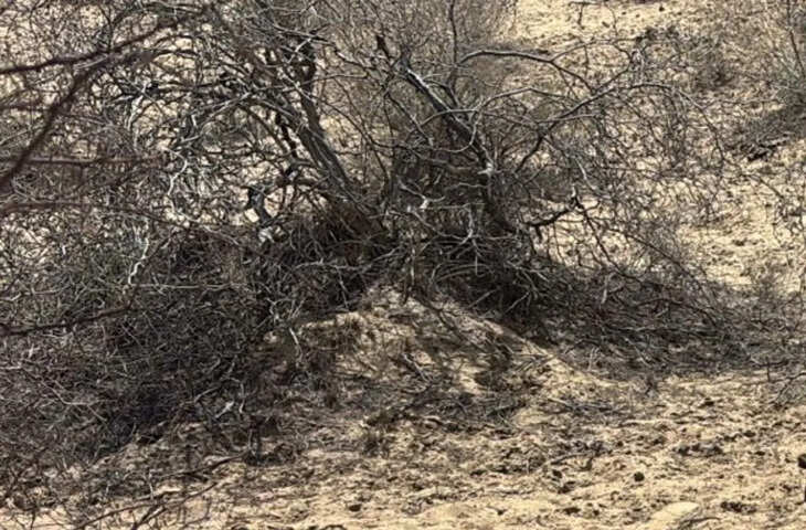 बीकानेर में सनसनीखेज वारदात: पत्नी की हत्या के बाद आरोपी खुद पहुंचा थाने