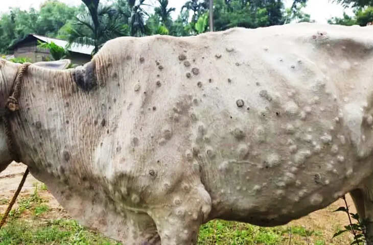 Lumpy Skin Disease:&nbsp;लंपी वायरस की चपेट में आए नगालैंड के 8 जिले, सीएम ने सावधानी बरतने की अपील की