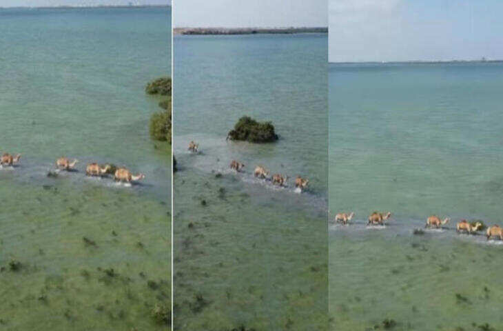 समंदर के बीच ऊंटों का काफिला देखकर इंटरनेट हुआ हैरान, वीडियो ने मचाई धूम