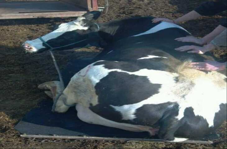हाथ-पैर सलामत फिर भी गाय के नाम पर भीख? वायरल वीडियो ने छेड़ी नई बहस