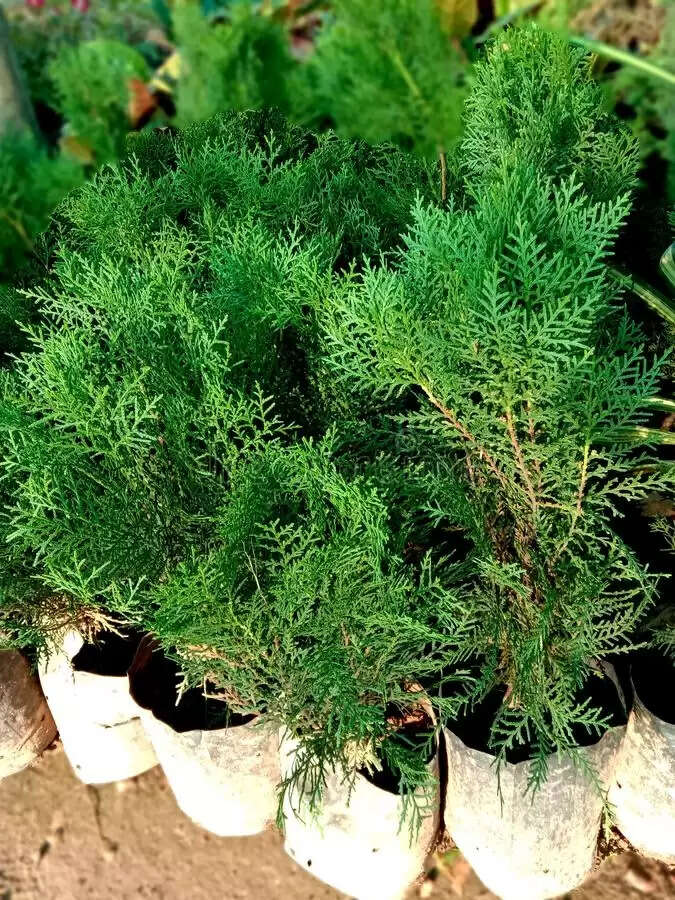 vastu tips for morpankhi plant it looks beautiful and also gives immense wealth happiness  