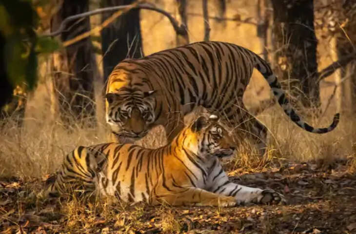 बांधवगढ़ से कटनी की ओर बढ़ रहा 'टाइगर मूवमेंट', जंगलों में 14 बाघों की मौजूदगी; वन विभाग अलर्ट