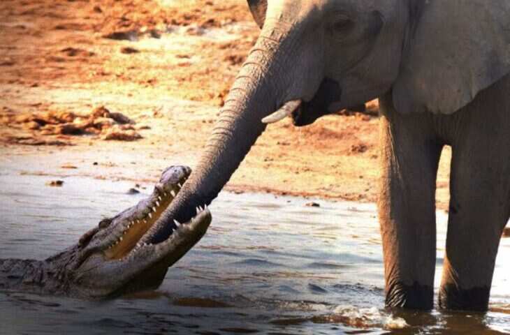 सूंड भी गई, पैर भी नहीं बचा&hellip; मगरमच्छ और शिकारी की मार से जूझती हाथी की दर्दनाक दास्तान, देखे वायरल वीडियो&nbsp;