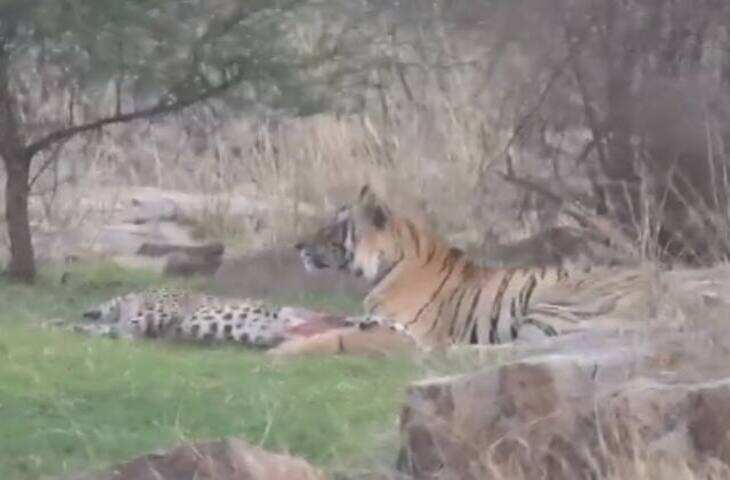 रणथंभौर में रोमांचक नजारा, वीडियो में देखें लेपर्ड ने चीतल का किया शिकार, पर्यटक रह गए दंग