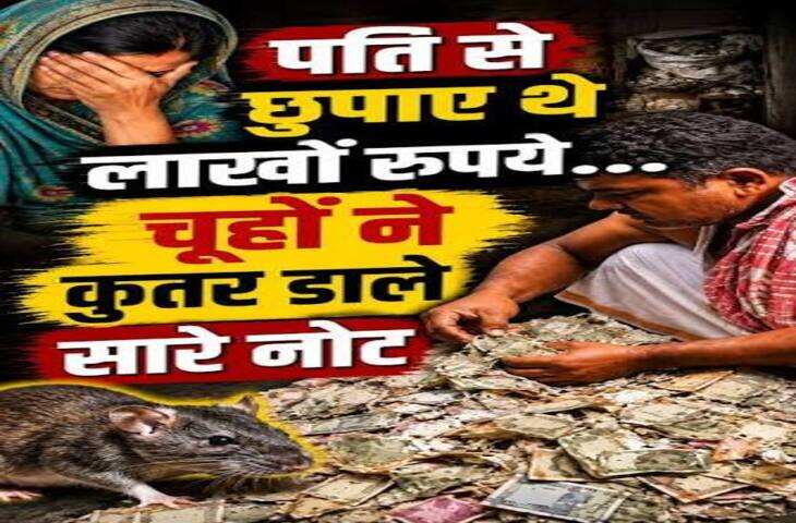पति से छिपाकर रखे 12 लाख रुपये, चूहों ने बना डाला कागज का ढेर, वीडियो देख उड़ जाएंगे होश&nbsp;