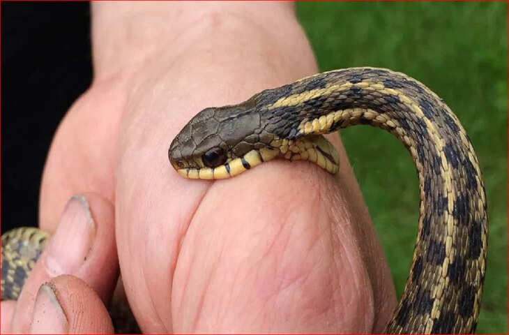 अहमदाबाद पुलिस ने नवरंगपुरा इलाके के एक फ्लैट में चल रहे विदेशी जानवरों के अवैध व्यापार का भंडाफोड़ किया है। इस छापे में पुलिस ने 50 जहरीले सांपों समेत कई दुर्लभ जीव पकड़े, जिनका अवैध रूप से व्यापार किया जा रहा था।  पुलिस के अनुसार, यह जानवर और सांप अंतरराष्ट्रीय सिंडिकेट के माध्यम से रेव पार्टियों और निजी कार्यक्रमों में बेचे जा रहे थे। एक रिपोर्ट के मुताबिक, सांपों और अन्य जहरीले जीवों का जहर प्रति डोज 50,000 रुपए तक बेचा जाता था। यह गिरोह लंबे समय से अवैध व्यापार चला रहा था और पुलिस ने लंबी छानबीन के बाद फ्लैट तक पहुंचकर उसे पकड़ा।  मुख्य आरोपी को गिरफ्तार कर लिया गया है। आरोपी के पास से कई दस्तावेज, उपकरण और जानवरों के परिवहन के साधन भी बरामद किए गए हैं। पुलिस सूत्रों के मुताबिक, गिरफ्तार आरोपी इस अंतरराष्ट्रीय सिंडिकेट का मुख्य कनेक्शन और संचालक है।  अहमदाबाद पुलिस ने बताया कि इस मामले की जांच में कई एजेंसियां सहयोग कर रही हैं। इनमें वन विभाग, वन्य जीव संरक्षण इकाई और साइबर क्राइम विभाग शामिल हैं। यह सुनिश्चित किया जा रहा है कि सिंडिकेट के सभी सदस्य और अंतरराष्ट्रीय कनेक्शन भी पकड़ में आएं।  विशेषज्ञों का कहना है कि इस तरह का अवैध व्यापार वन्य जीव संरक्षण कानूनों और अंतरराष्ट्रीय नियमों का उल्लंघन है। इसके चलते न केवल जानवरों और सांपों की प्रजातियों को खतरा है, बल्कि आम जनता के लिए भी गंभीर सुरक्षा जोखिम पैदा होता है।  पुलिस ने बताया कि फ्लैट में पाए गए सांप और अन्य जहरीले जीव को सुरक्षित तरीके से वन विभाग के विशेष संरक्षण केंद्र में रखा गया है। वहां उनकी सुरक्षा, देखभाल और प्राकृतिक माहौल में पुनर्वास की प्रक्रिया शुरू कर दी गई है।  स्थानीय अधिकारियों ने चेतावनी दी है कि ऐसे अवैध जानवरों और जहर के कारोबारियों के खिलाफ कठोर कार्रवाई की जाएगी। उन्होंने लोगों से भी अपील की है कि यदि किसी को अवैध वन्य जीव व्यापार के बारे में जानकारी मिले तो तुरंत पुलिस या वन विभाग को सूचित करें।  इस घटना ने अहमदाबाद और आसपास के क्षेत्रों में अवैध वन्य जीव व्यापार पर कड़ी निगरानी की आवश्यकता को उजागर किया है। विशेषज्ञों के अनुसार, अंतरराष्ट्रीय सिंडिकेट की पकड़ अब तक बड़े स्तर पर अवैध कारोबार को रोकने में मदद करेगी और भविष्य में ऐसी घटनाओं को रोकने के लिए सख्त नियम और निगरानी की जाएगी।  पुलिस ने यह भी कहा कि गिरफ्तारी के बाद जांच जारी है और सभी आरोपियों की पहचान, धन के लेन-देन और अंतरराष्ट्रीय संपर्कों को उजागर करने की कोशिश की जा रही है। इस कार्रवाई से अहमदाबाद में वन्य जीव सुरक्षा और नागरिक सुरक्षा को प्राथमिकता देने का संदेश गया है।