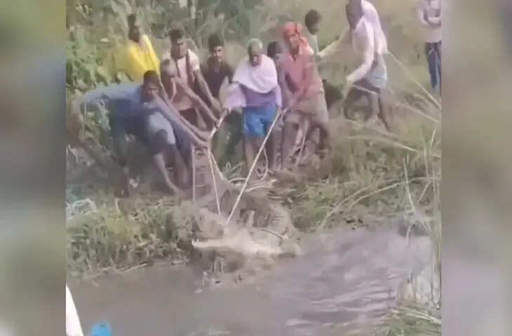 गांव वालों ने मिलकर मगरमच्छ का कर लिया &lsquo;शिकार&rsquo;, लोग बोले- गलती से बिहार आ गया बेचारा