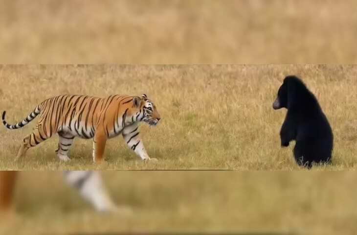 वीडियो में देखें रणथंभौर में रोमांचक नजारा: भालू के सामने डरकर भागा बाघ, पर्यटकों ने कैमरे में कैद किया दुर्लभ दृश्य