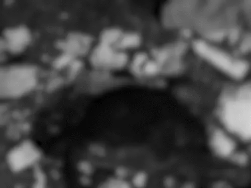 जयपुर के ट्रांसपोर्ट नगर में गोवंश का कटा सिर मिलने से हड़कंप, पुलिस जांच में जुटी