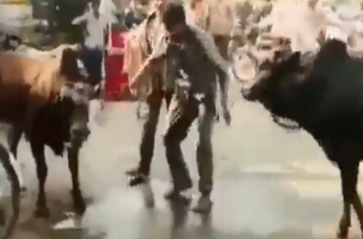 आपने कई बार देखा होगा कि जब सड़क पर जानवर लड़ते हैं, तो लोग पीछे खड़े होकर तमाशा देखते हैं। लेकिन इनमें से कुछ लोग ऐसे भी होते हैं जिन्हें बहादुर नहीं कहा जा सकता। वे बेवकूफी भरी गलतियाँ करते हैं जिसका खामियाजा उन्हें तुरंत भुगतना पड़ता है। वे इंसानों की तरह ही जानवरों को बचाने की कोशिश करते हैं। आज सोशल मीडिया पर एक ऐसा ही वीडियो सामने आया है, जिसमें दो सांड सड़क के बीच में लड़ते हुए दिख रहे हैं।  एक आदमी उन्हें बचाने के लिए दौड़ता है। आगे जो होता है, उसे देखकर आप ऐसी गलती कभी नहीं करेंगे। इस वीडियो को ट्विटर अकाउंट @TheBest_Viral ने शेयर किया है। इसे अब तक 14,200 से ज़्यादा व्यूज़ मिल चुके हैं, साथ ही लगभग 500 लाइक्स और 100 रीट्वीट भी मिल चुके हैं।  सड़क के बीच में लड़ते हुए दो सांड  इस वीडियो में, दो सांड सड़क के बीच में लड़ते हुए देखे जा सकते हैं। बुलफाइट देखने के लिए कई लोग वहाँ खड़े हैं, जो पूरे आराम से जानवरों को देख रहे हैं। इस बीच, एक आदमी, जो नशे में लग रहा है, बैलों के पास जाने की कोशिश करता है, लेकिन उसका साथी उसे ऐसा करने से रोकता है, क्योंकि वह जानता है कि उनके पास जाने से उसे परेशानी होगी।  गुस्से में बैल हमला करता है  शराबी आदमी, अपने साथी की बात न मानकर, दो बैलों की तरफ लड़खड़ाता हुआ जाता है। फिर वह उनके बीच खड़ा हो जाता है और उनके सिर पकड़कर उन्हें खींचकर दूर ले जाता है। पहले तो ऐसा लगता है कि बैल उसकी बात मान रहे हैं और लड़ाई रोक रहे हैं, लेकिन अचानक, एक बैल गुस्से में आदमी पर हमला करता है, उसे सींगों से उठाकर ज़मीन पर गिरा देता है। फिर वह आदमी उठता है और थोड़ी दूर जाकर बैठ जाता है।