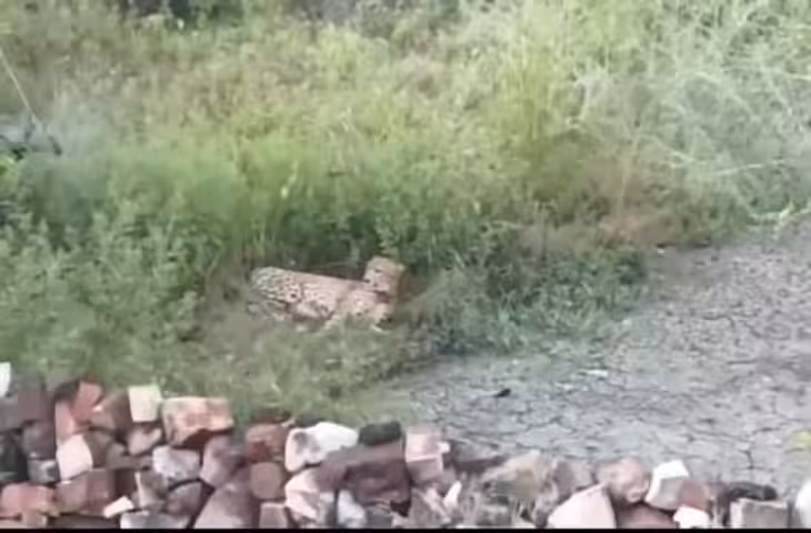 कूनो नेशनल पार्क के चीते शिवपुरी जिले में पहुंच गए, ग्रामीणों में मचा हड़कंप