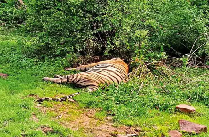 पन्ना टाइगर रिजर्व में फिर मिली बाघ की लाश, गश्त के दौरान वन विभाग को दुर्गम पहाड़ी क्षेत्र में मिला शव
