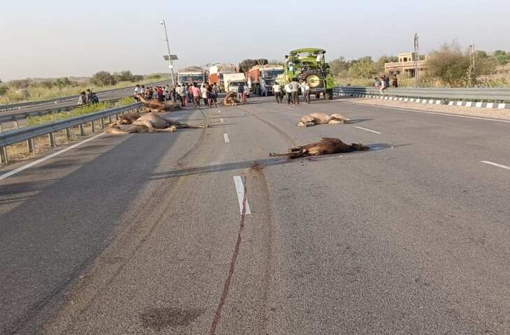 भारतमाला नेशनल हाईवे बना ऊंटों का कब्रिस्तान! तेज रफ़्तार वाहन की चपेट में आए 9 ऊंट, खून से लाल हुई सड़क&nbsp;