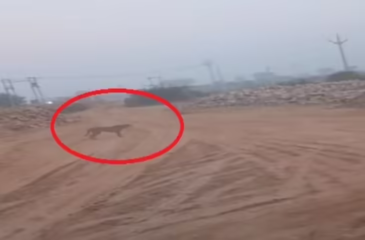 कूनो से निकला चीता रणथम्भौर सीमा में पहुंचा, वीडियो में देखें गांव की सड़कों पर दिखी हलचल