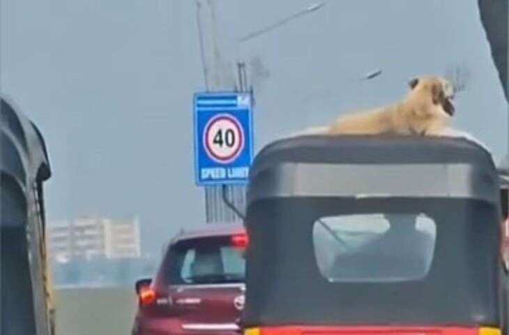 डोगेश भाई का देसी स्वैग! ऑटो की छत पर VIP स्टाइल में यात्रा करते हुए वीडियो हुआ वायरल