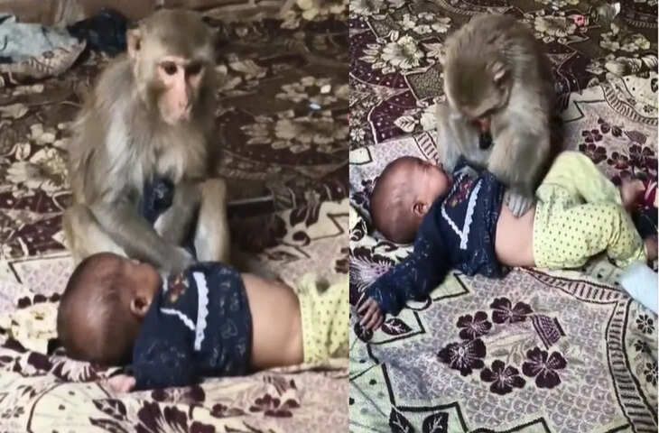 मुजफ्फरनगर में बंदर का हैरान कर देने वाला वीडियो वायरल, बच्ची को &lsquo;बंधक&rsquo; बनाने का दावा