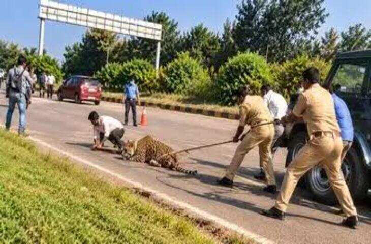 घायल तेंदुए ने रेस्क्यू टीम पर किया हमला: कर्नाटक में हाईवे पर घायल पड़ा था, वीडियो में देंखे भीड़ के शोर से हुआ आक्रामक; कर्मचारी घायल