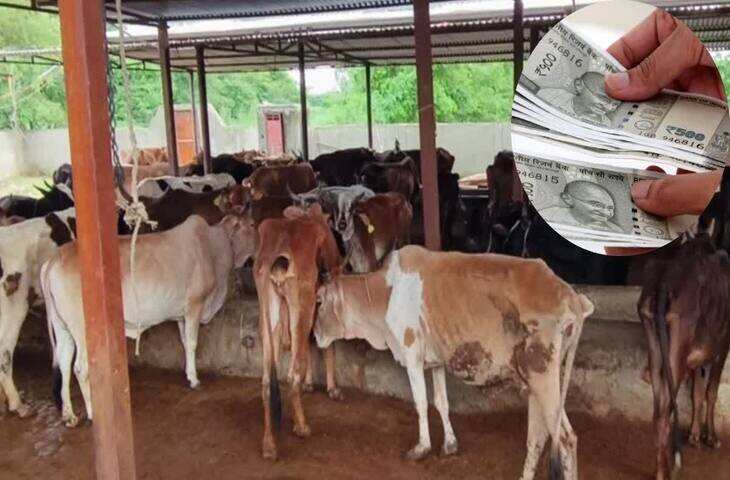गांवों में गायों की देखभाल के लिए &lsquo;ग्वाल&rsquo; तैनात करेगी सरकार, फुटेज में जानें 10 हजार रुपए मासिक मानदेय भी मिलेगा