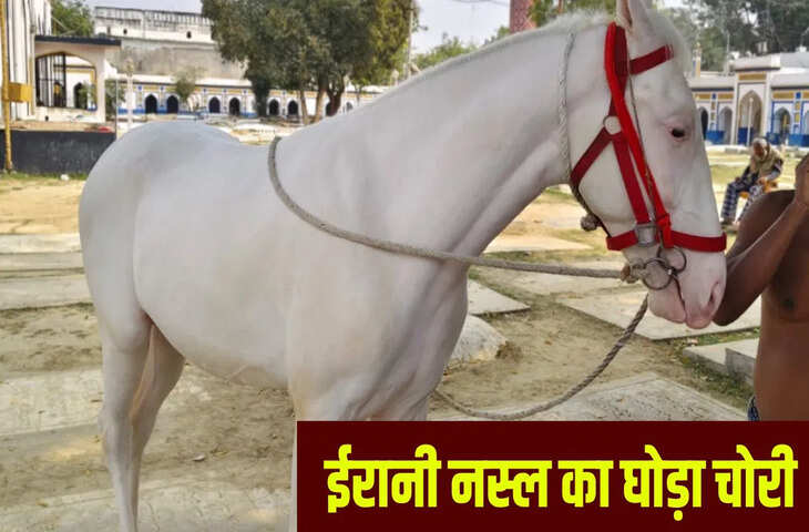 लखनऊ में कर्बला से कौन ले गया घोड़ा? &lsquo;जुलजनाह&rsquo; का सुराग देने वाले को 50000 का इनाम, चोर CCTV में कैद