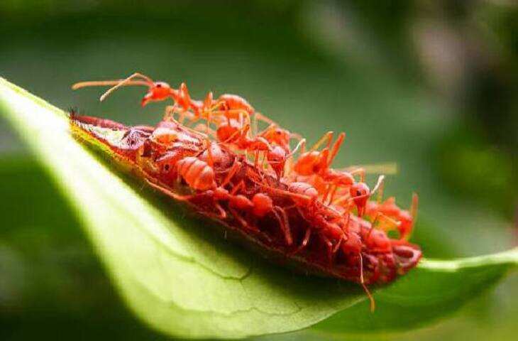 झारखंड के जंगलों में छिपा सेहत का खजाना, लाल चींटियों की चटनी है सेहत का राज, जानिए आदिवासियों की अनोखी परंपरा