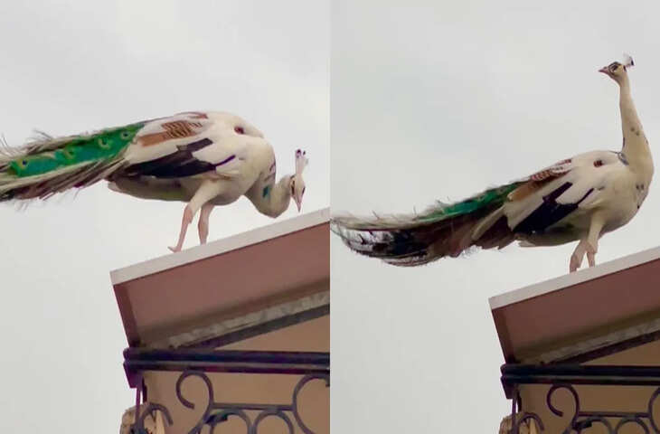 दिल जीत लेने वाला वीडियो वायरल, देखकर बार-बार देखने का करेगा मन