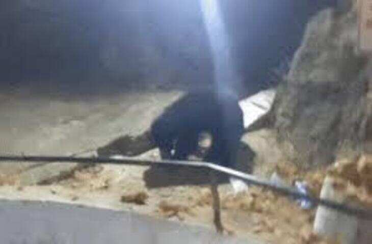 चैत्र नवरात्रि में आस्था और प्रकृति का अद्भुत संगम, मां अर्बुदा के दरबार में भालुओं की &lsquo;हाजिरी&rsquo; चर्चा में