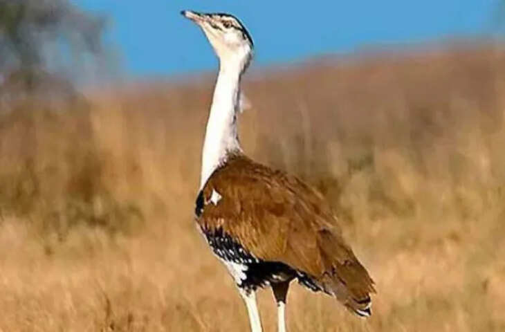 गोडावण के अस्तित्व पर संकट, धीमा प्राकृतिक प्रजनन बना बड़ी चुनौती