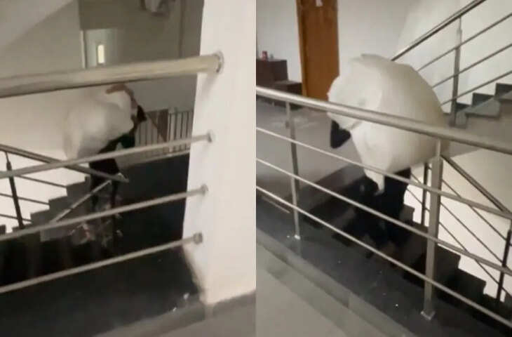 सोशल मीडिया पर वायरल हुआ वीडियो: डिलीवरी एजेंट को भारी पार्सल के साथ छठी मंजिल तक चढ़ना पड़ा, हाउसिंग सोसाइटी ने लिफ्ट इस्तेमाल से किया इनकार