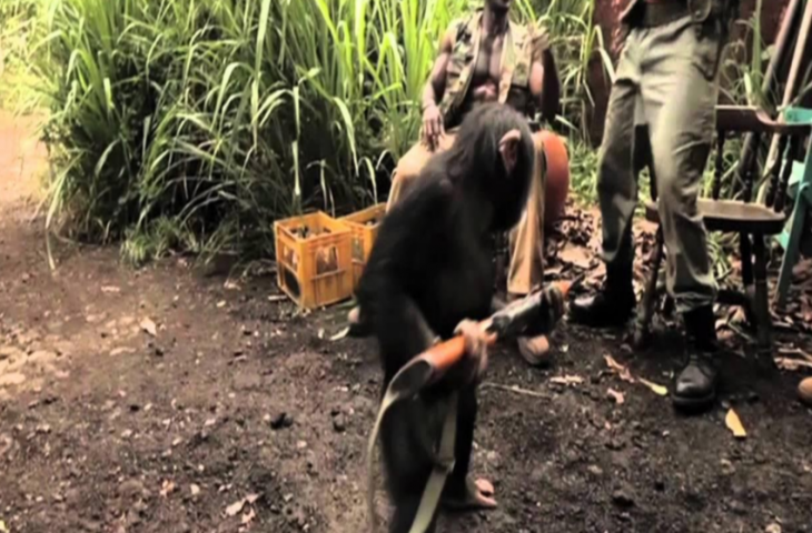 मजाक में चिंपैंजी के हाथ में पकड़ा दी AK47 बंदूक, होने लगी ताबड़तोड़ फायरिंग, जान बचाकर भागे लोग