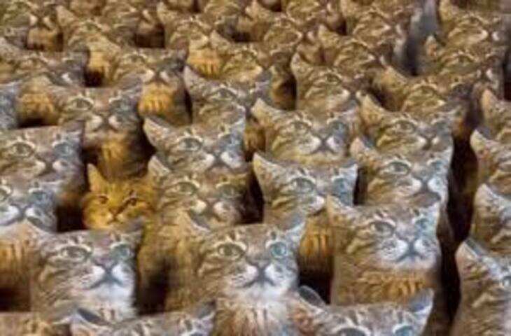 आखिर किस चीज को देखकर उछल पड़ती हैं बिल्लियां? जानिए वायरल वीडियो का सच