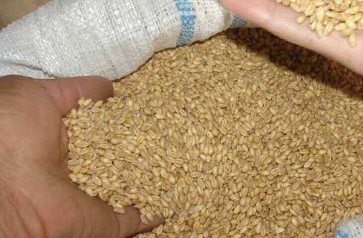 Wheat Seed Subsidy: पंजाब में किसानों को गेहूं के बीज पर मिलेगी ₹2,000 तक की छूट, जानें आवेदन का तरीका
