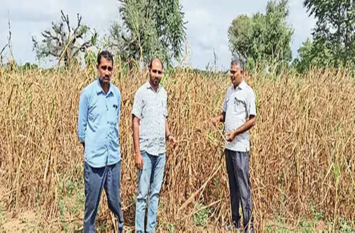 Sikar धोद तहसीलदार ने फसल खराबे का निरीक्षण किया