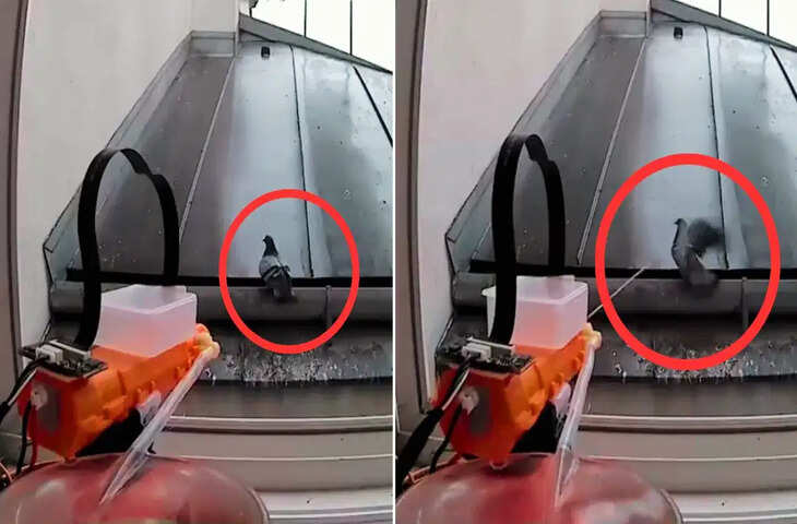 कबूतरों से परेशान इंजीनियर का हाईटेक जवाब: AI से बनाई &ldquo;स्मार्ट वाटर गन&rdquo;, सोशल मीडिया पर छाया इनोवेशन