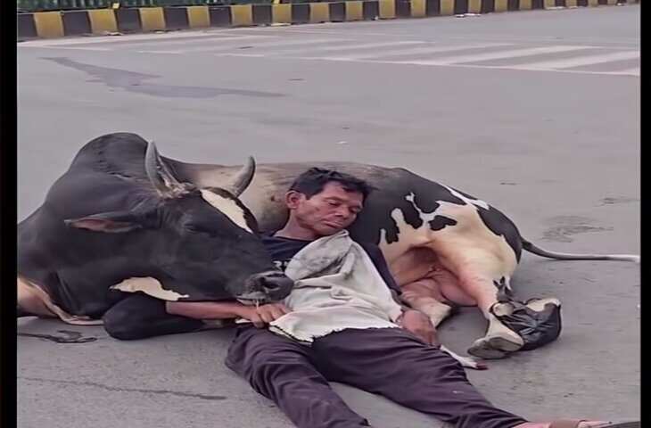 Viral Video: सड़क के बीच सांड को बनाकर तकिया सो गया शख्स, नजारा देख लोग रह गए दंग