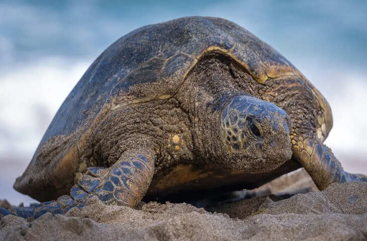 दुनिया का सबसे उम्रदराज कछुआ बना चर्चा का विषय, उम्र जानकर रह जाएंगे हैरान