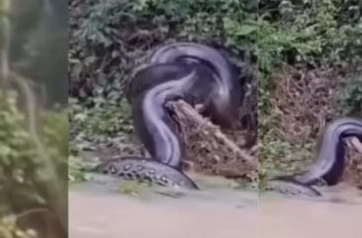 नदी किनारे धूप सेंकता दिखा &lsquo;विशालकाय एनाकोंडा&rsquo;, वायरल वीडियो ने लोगों को चौंकाया
