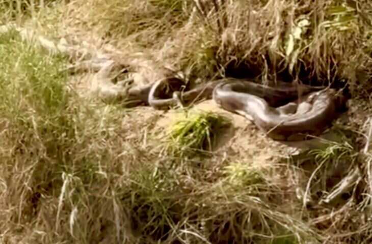 ऊना का खौफनाक सीन: 15-15 फुट के दो अजगर पेड़ की जड़ की तरह लिपटे, वायरल वीडियो देखकर काँप जाएगी रूह&nbsp;