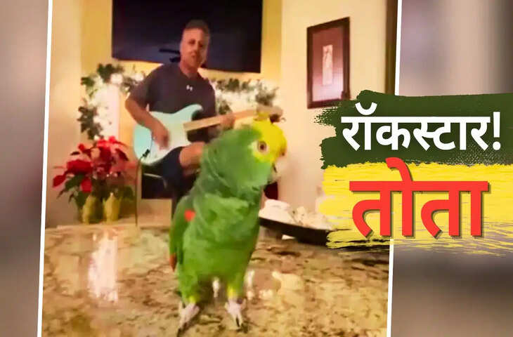 गिटार की धुन पर तोते &lsquo;टिको&rsquo; ने मिलाया सुर, प्यारी आवाज ने जीता इंटरनेट का दिल