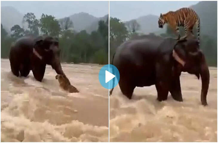 तेज धारा में फंसे टाइगर को गजराज ने बचाया, वायरल वीडियो देखकर लोग बोले- यही है असली हीरो'&nbsp;