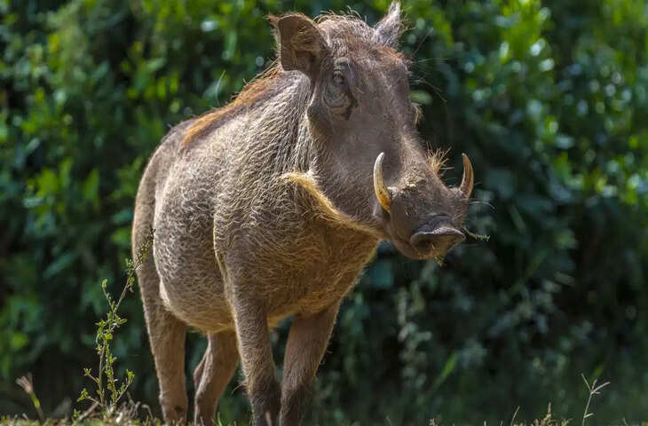दिखने में साधारण, लेकिन शेर को भी कर दे घायल! अफ्रीकी वारथॉग के 60 सेंटीमीटर लंबे दांत बने उसकी सबसे बड़ी ताकत
