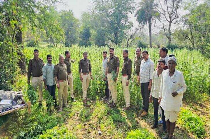 जयपुर में सब्जियों की आड़ में चल रही थी गांजे की खेती, फुटेज में देंखे पुलिस ने 3,347 पौधे किए जब्त; आरोपी फरार