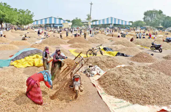 तीन दिन की छुट्टी के बाद खुली मंदसौर मंडी, मूंगफली की 7,180 और प्याज की 3,165 बोरी आवक