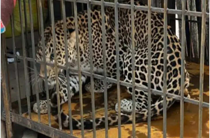 करौली के कोटापुरा गांव में शिकार का पीछा करते-करते एक घर में घुस गया तेंदुआ, बाल-बाल बची ग्रामीणों की जान