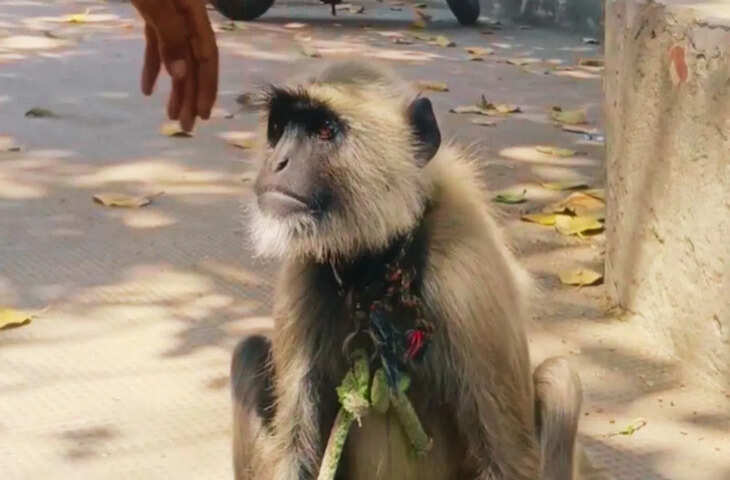 अलीगढ़ के डीएस डिग्री कॉलेज में अनोखी पहल: बंदरों के आतंक से निपटने के लिए &lsquo;लंगूर गार्ड&rsquo; की नियुक्ति